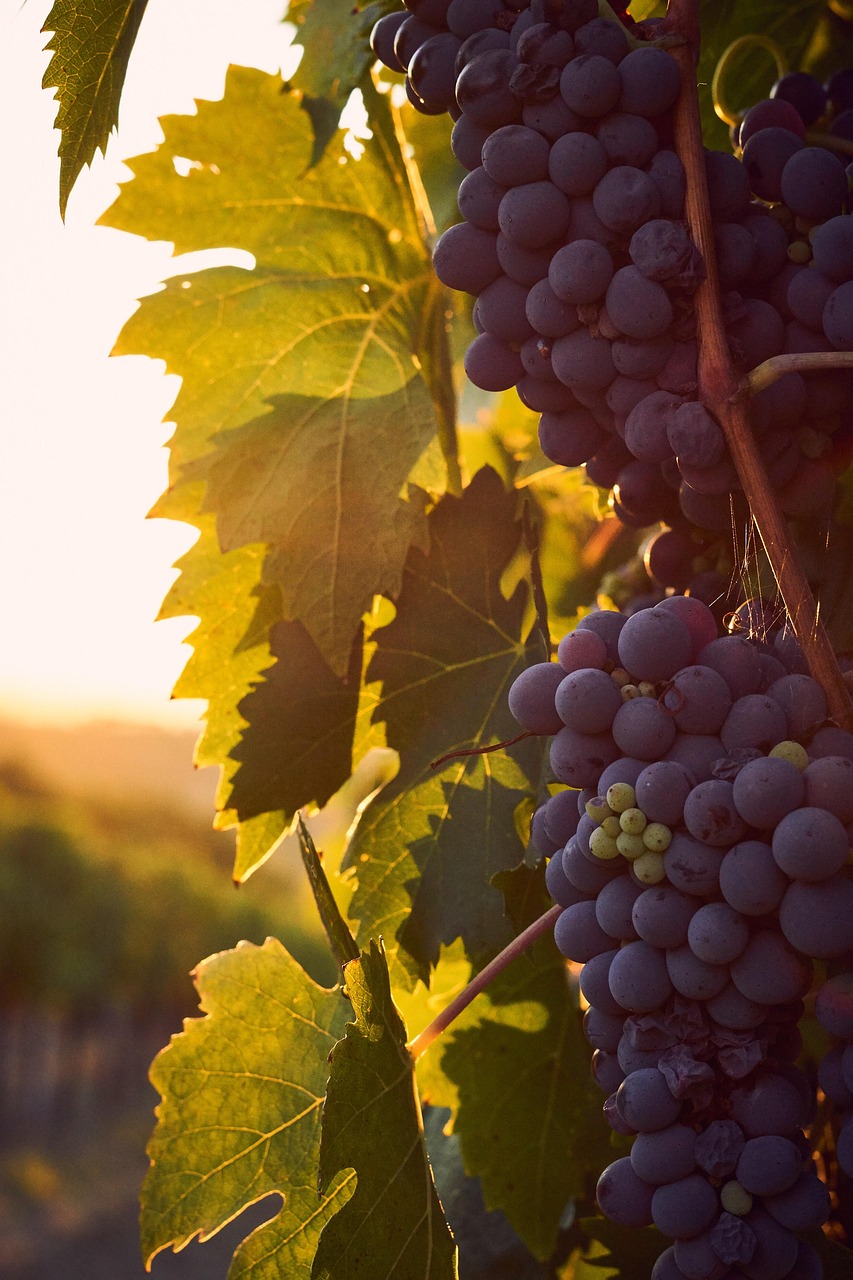 Flourishing grape vines in sun light