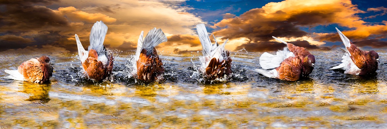 animals_banner